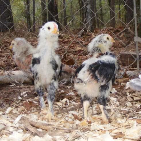 chicks102109013.jpg