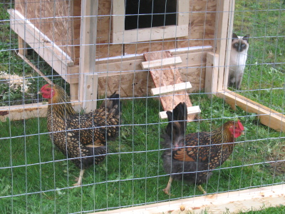 20080503_chickens.jpg