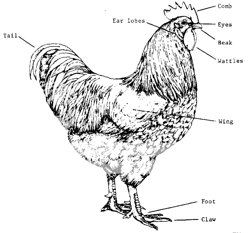 EarLobesrooster.png