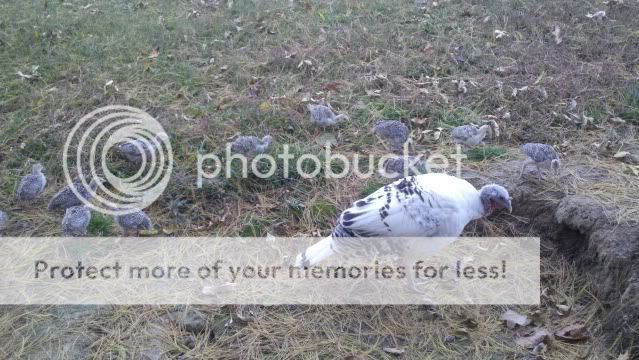 Turkeyhensweetgrasspoults.jpg