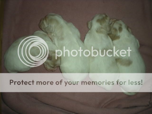 puppiesweek2011.jpg