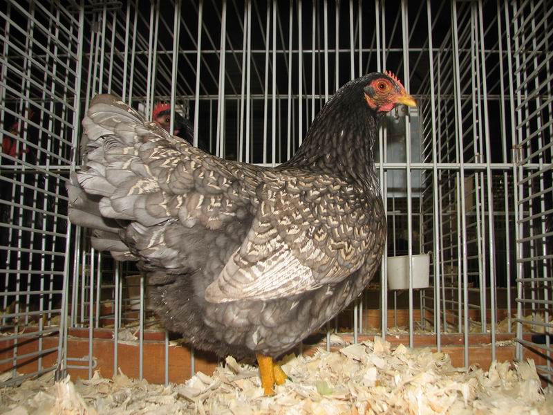 Barnevelders_Zilverblauwdubbelgezoomd_hen.jpg