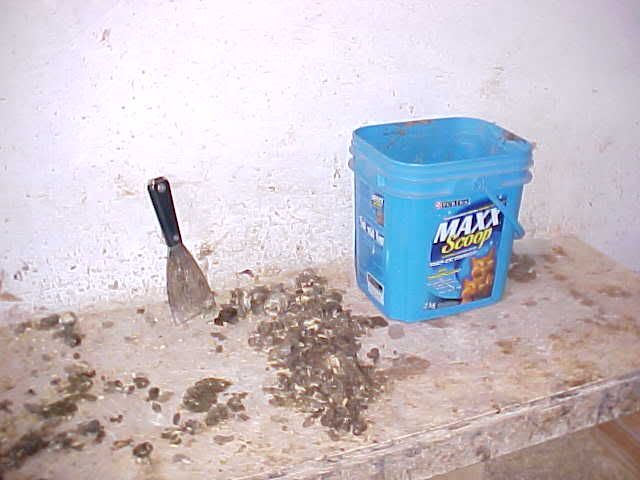 Scraperandcatchbucket.jpg