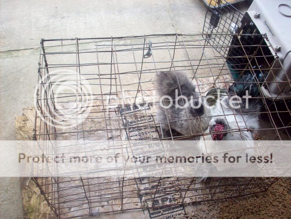 chickens065.jpg