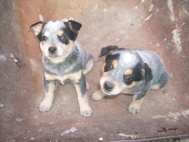 puppypics086.jpg