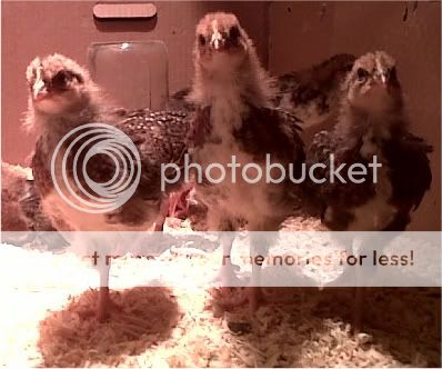 utf-8BSU1HMDIxNTAtMjAxMTA0MDEtMjExNS5qcGc-1.jpg