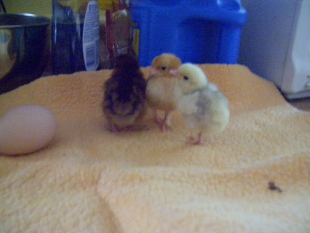 easterchicks026.jpg