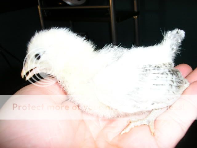 Brooder008-1.jpg