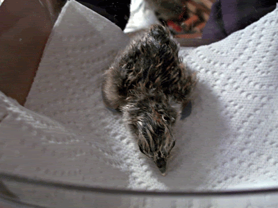 HappyFeets-ICU.gif