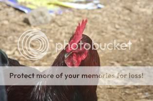 5262009chickens007.jpg