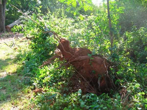 fallen-china-berry-tree.jpg