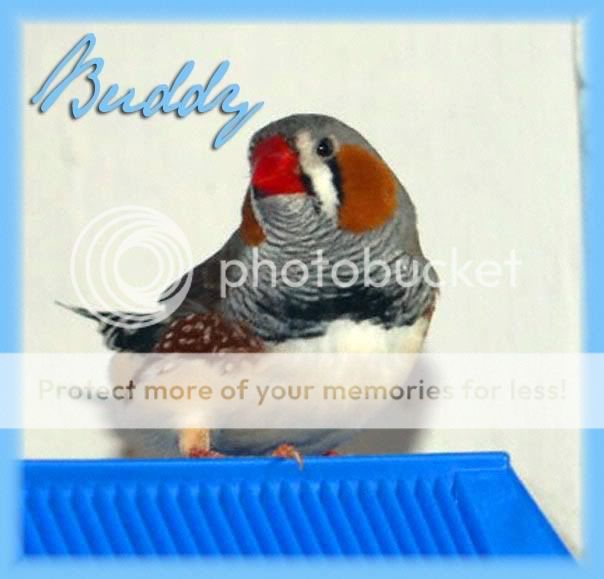 1buddy.jpg