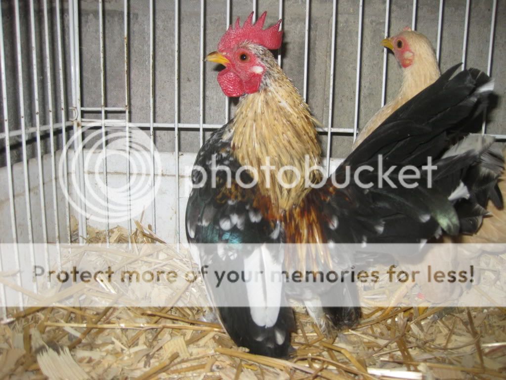 Fall09birdsbroilers038.jpg