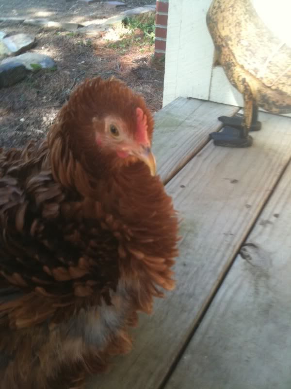 chicken2.jpg