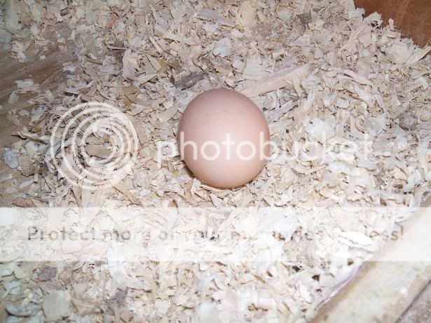 2008_0214eggs0010.jpg
