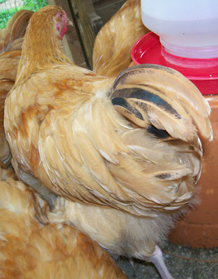 GLOFam2-cockerelrear.jpg