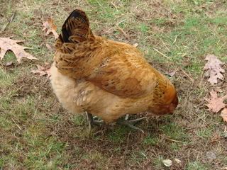 Chicking_Sexing010.jpg
