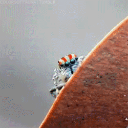tumblr_m098iujq5b1ro0nnoo1_250.gif