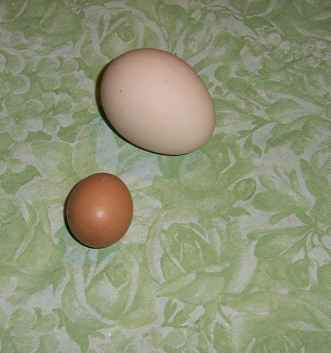 egg.jpg.JPG