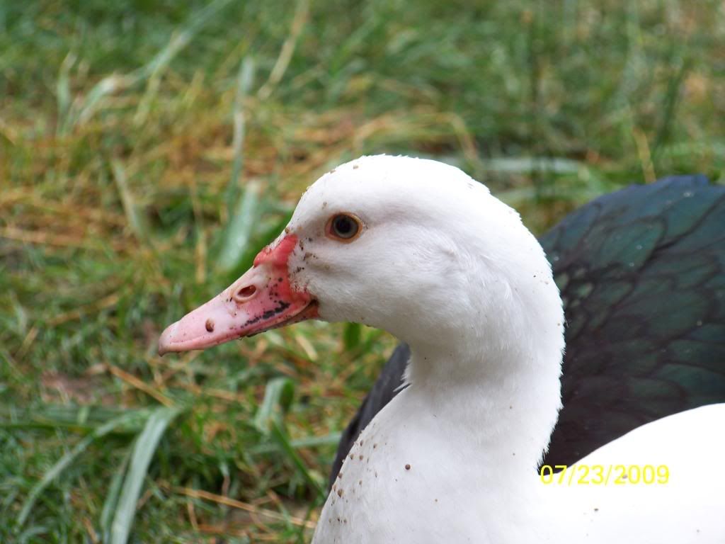 pearl2.jpg