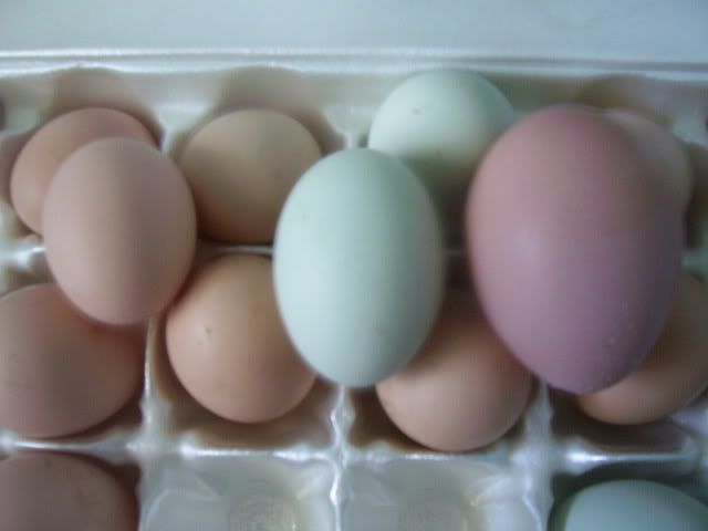 100_2855.jpg