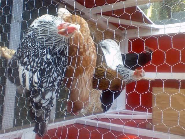 chickens2.jpg