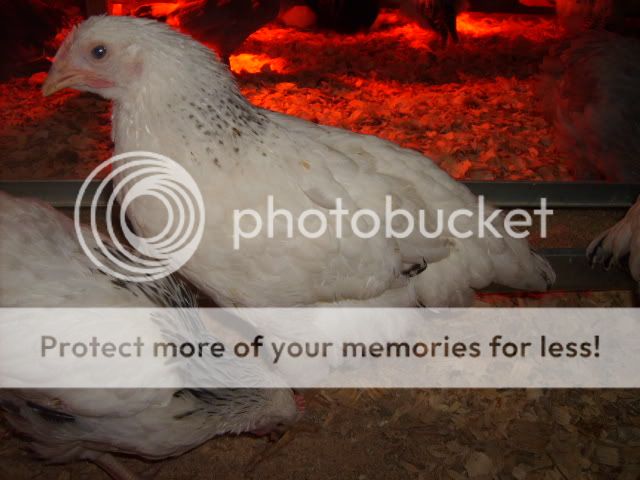 1-21-10flock068.jpg