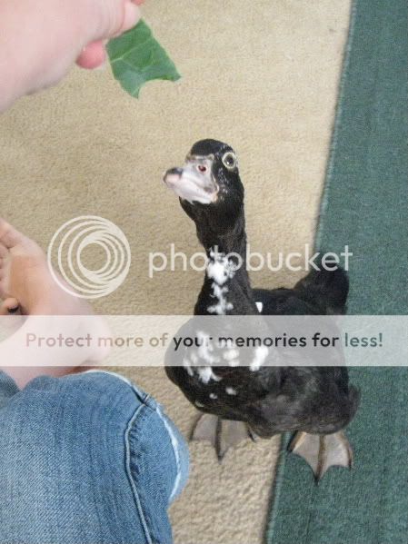 quackmire54.jpg