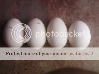 McmurryPekinpaireggs2.jpg