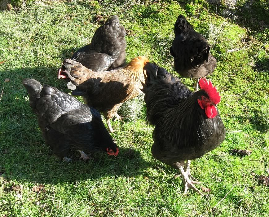 dec09chickens074.jpg