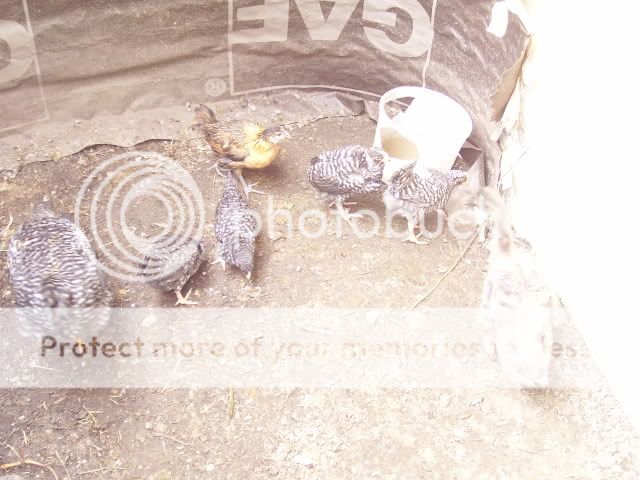100_2915.jpg