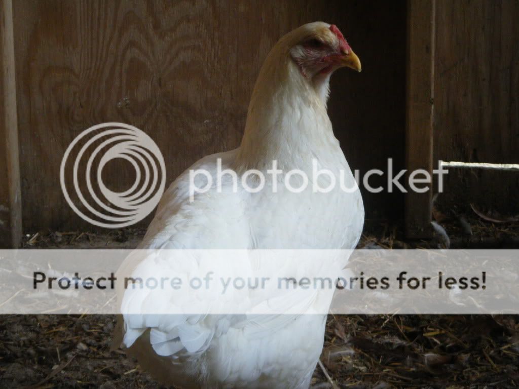DSCF3353.jpg