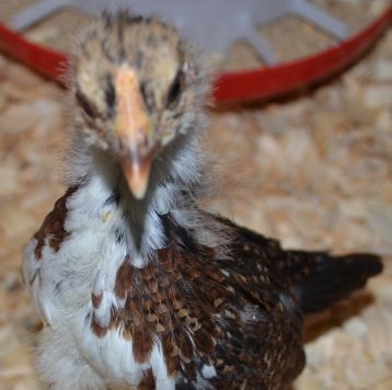 pipprettyfeathers3andahalfweeks.jpg