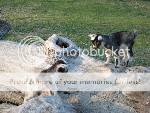 IMG_0203.jpg