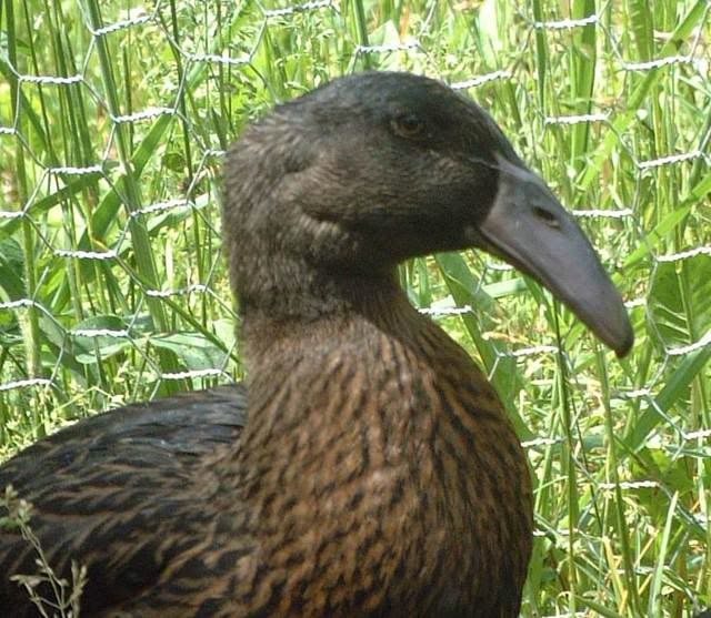 DutchHookbill.jpg