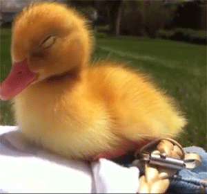 tumblr_mqpsoqZ2611spb0xzo1_400.gif