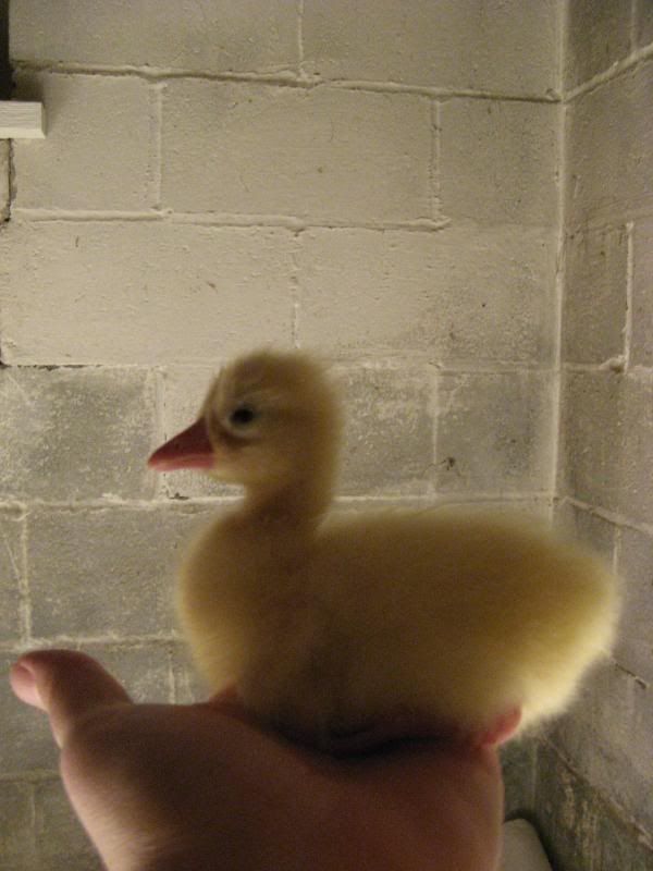 Goslings011.jpg