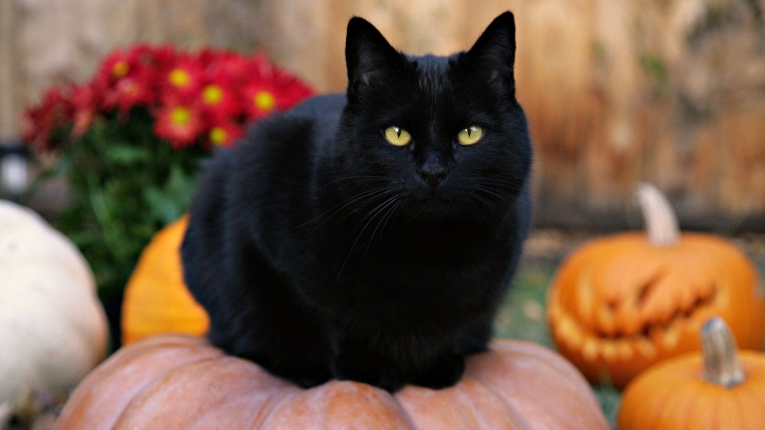 200x200px-ZC-b28afa68_Black20Cat20On20Pumpkin.jpeg