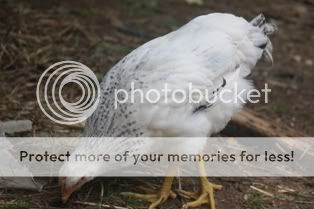 5262009chickens048.jpg