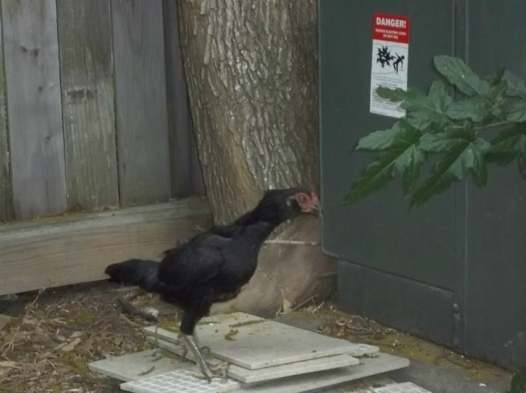 chickinfile005.jpg