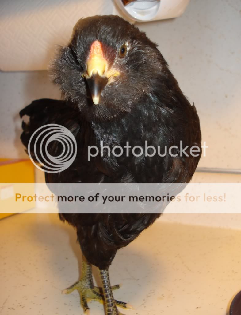 black4.jpg