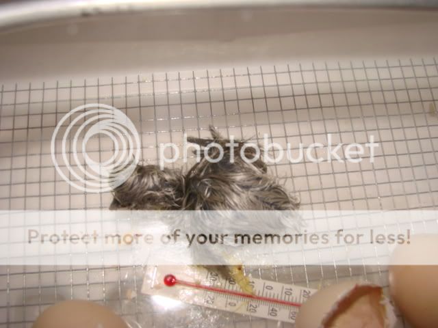 DSC04304.jpg