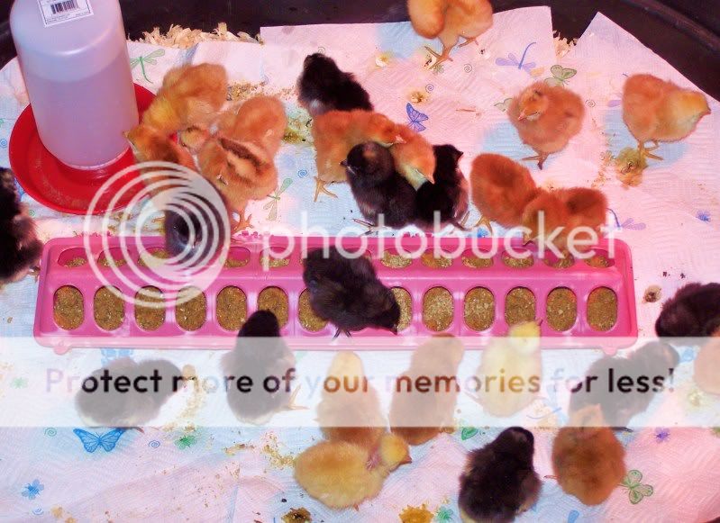 Chicksman009.jpg
