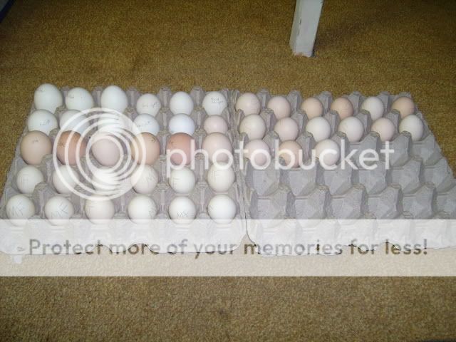 eggs.jpg