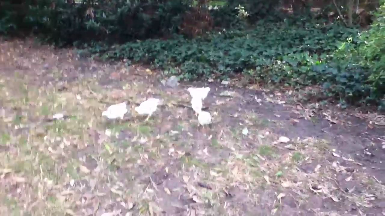 10982c92.mp4