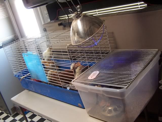 2008Chicks2002.jpg