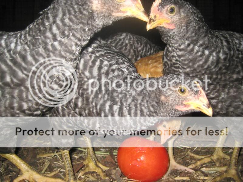 birds001.jpg