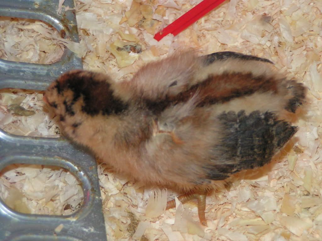 PICT2313.jpg