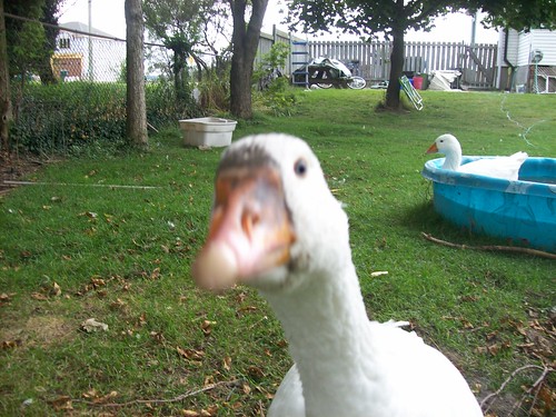 3850166832_1c1d7a33c5.jpg