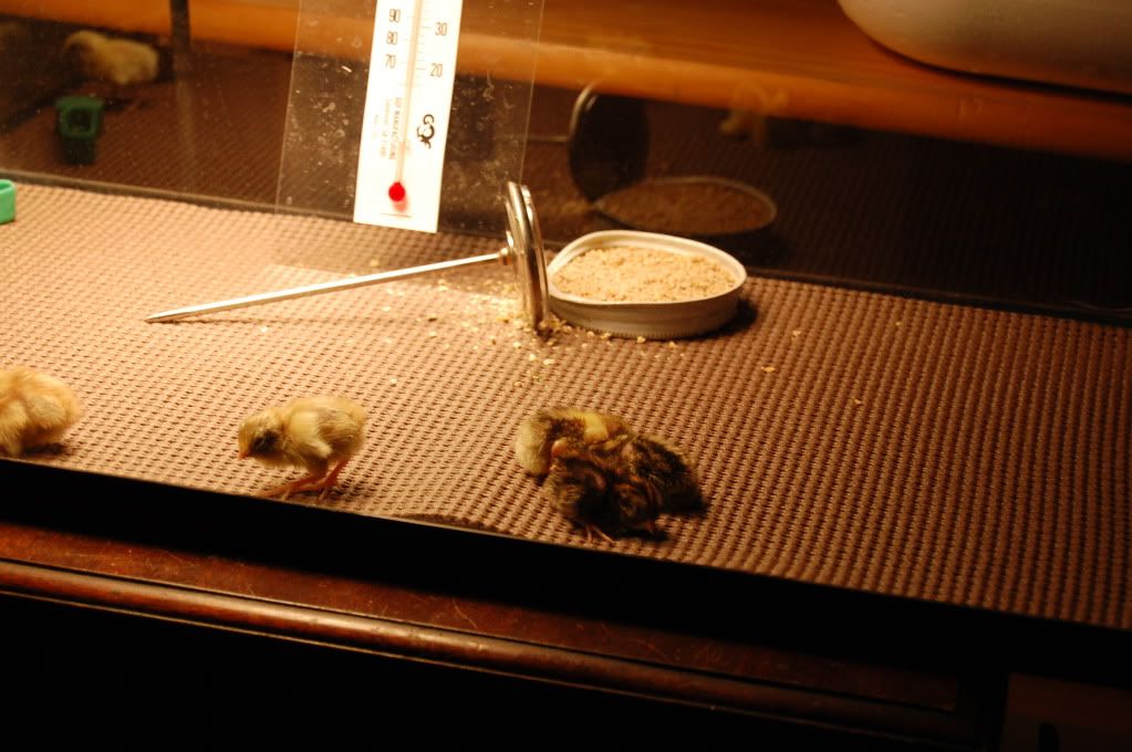8Buttonchicks201195.jpg